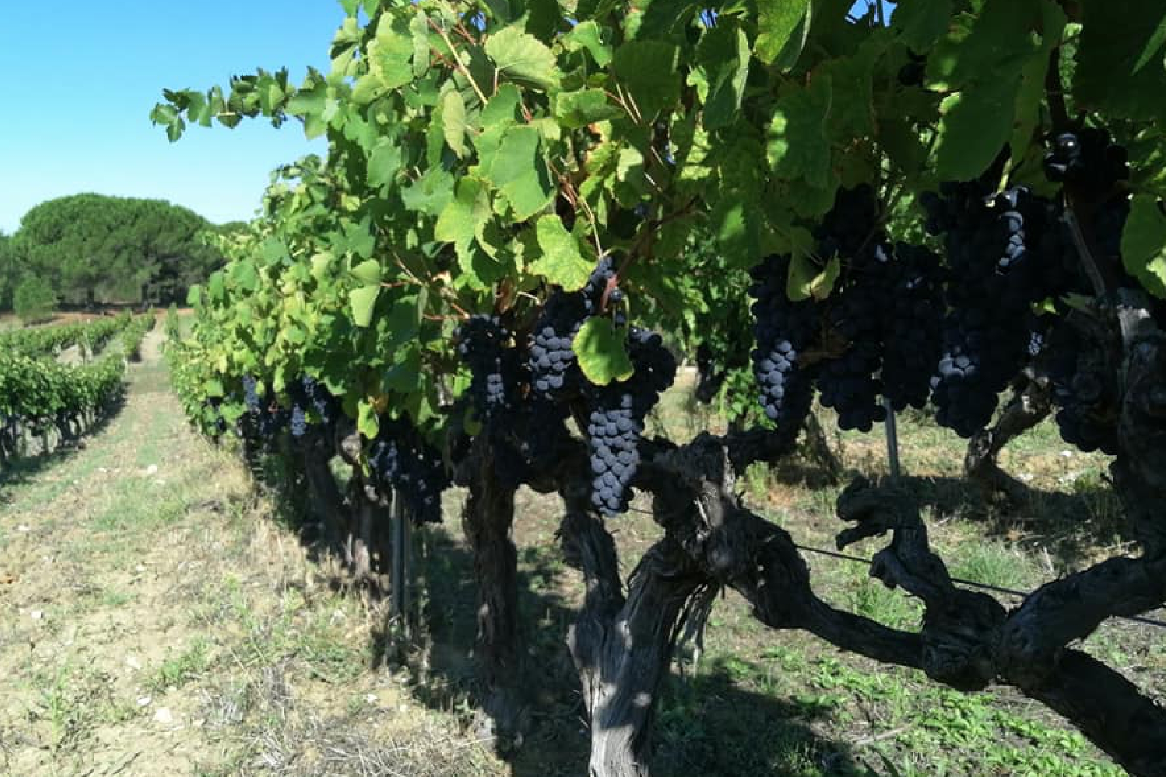 vignoble ventoux vaucluse-domaine perreal-terroir